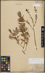 Foto von Salix purpurea L. x Salix repens L.